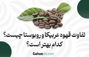 تفاوت قهوه عربیکا و روبوستا چیست؟ کدام بهتر است؟