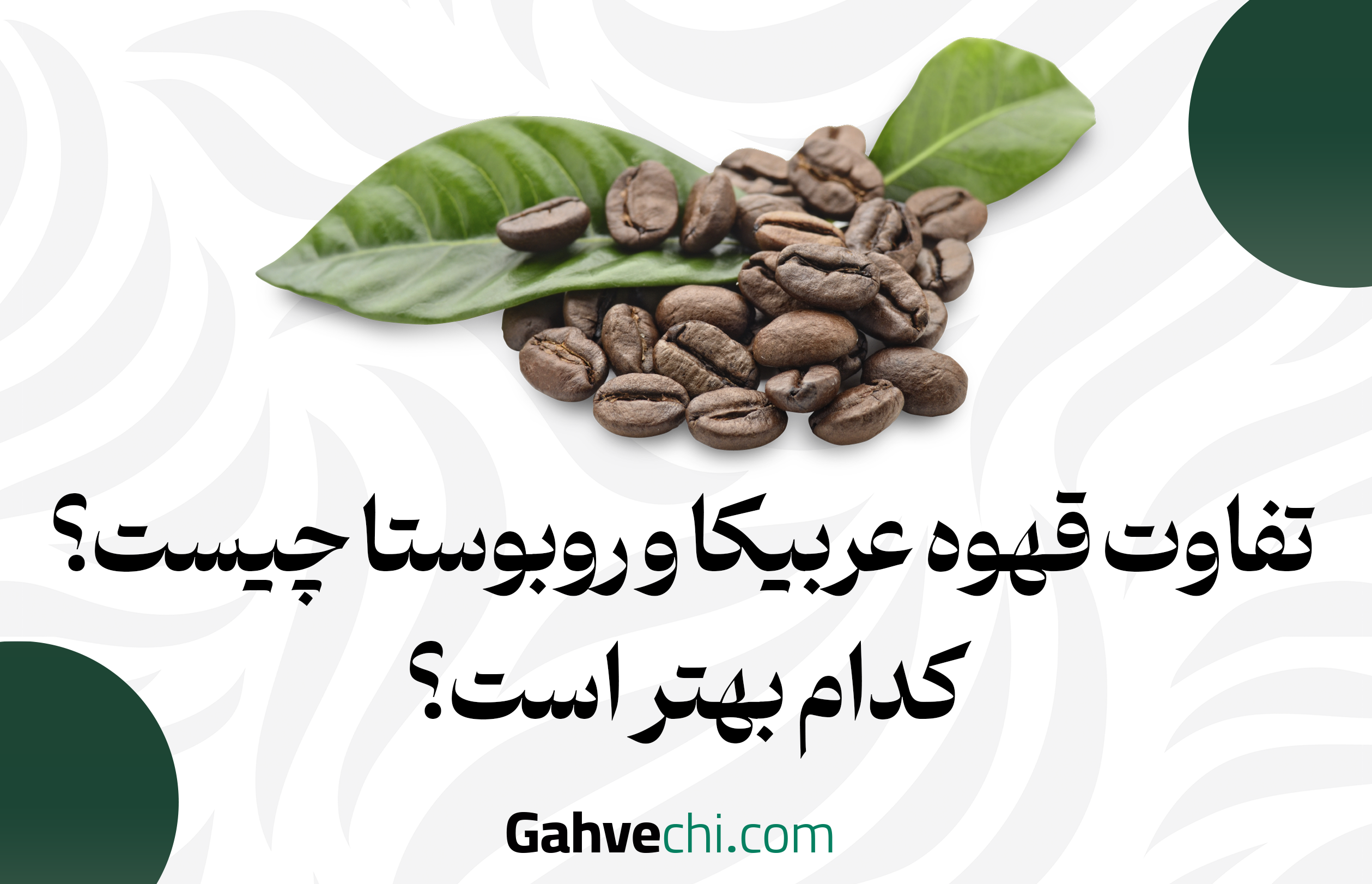 تفاوت قهوه عربیکا و روبوستا چیست؟ کدام بهتر است؟